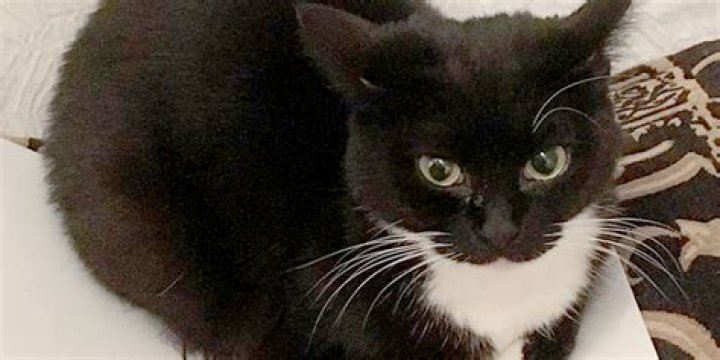Maxwell the Cat: The Adorable Feline Sensation Taking the Internet by Storm
