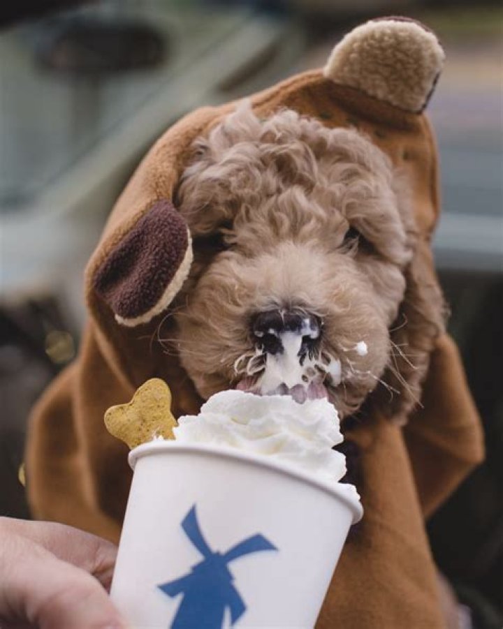 Pup Cup at Starbucks: The Perfect Treat for Your Furry Friend