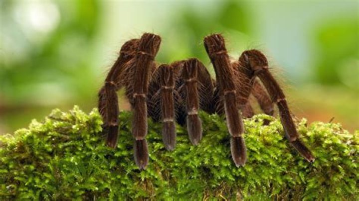Spider Sophie Rain: The Unique World of a Fascinating Arachnid